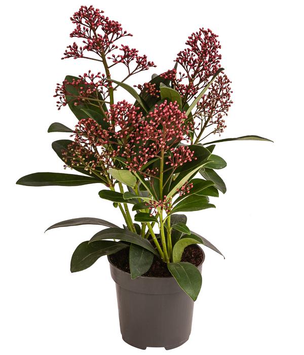 Blütenskimmie 'Rubella'