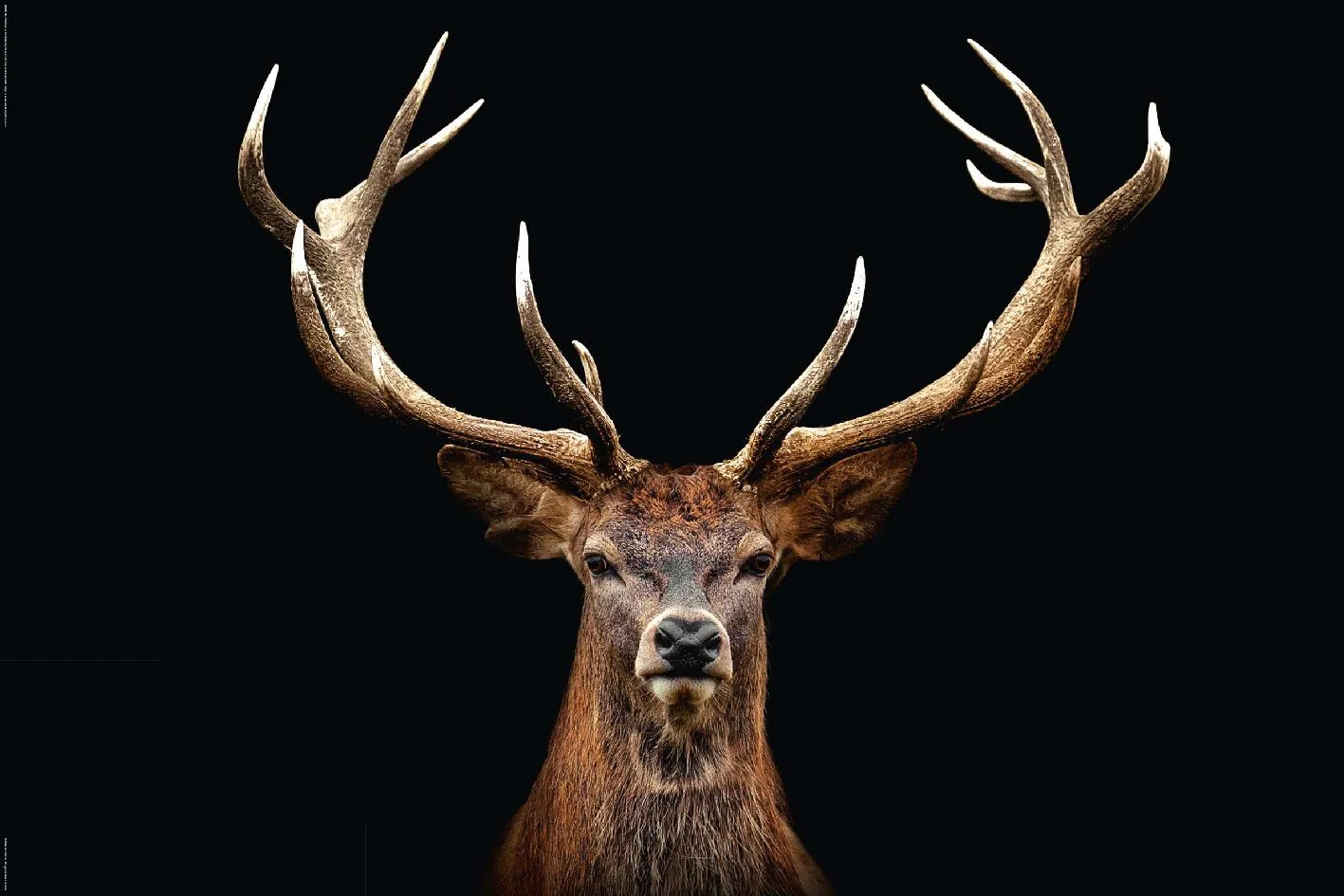 Poster Deer Portrait, 61 x 91 cm