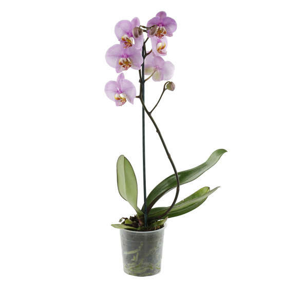 Orchidée Phalaenopsis 1 tige - pot D.12 cm