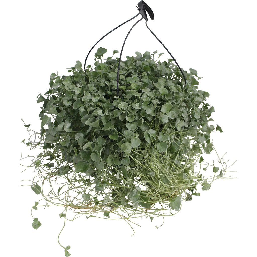 Dichondra 'Silverfall'  h. basket 25 cm Sølvregn i ampel Ø25 cm