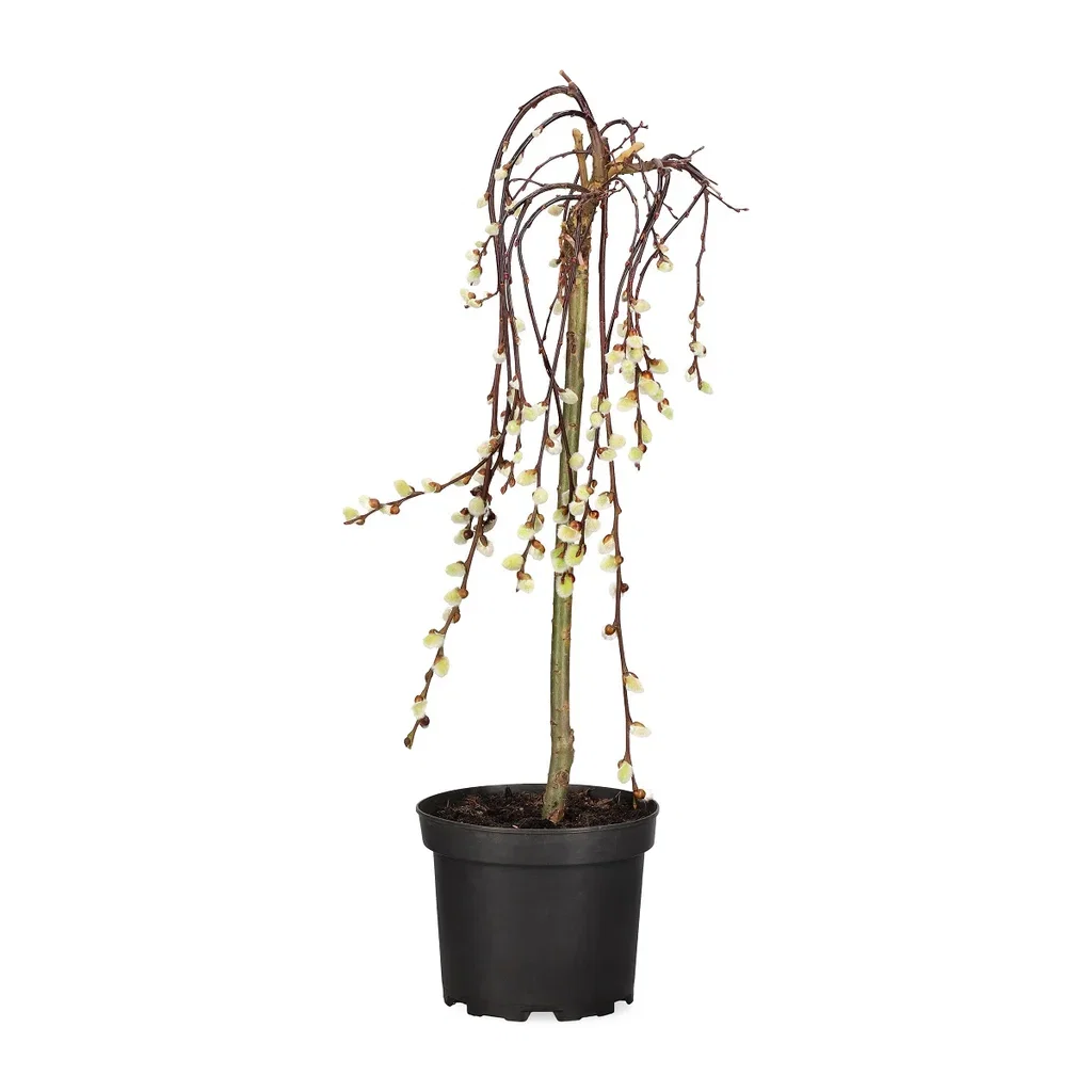 Salix caprea 'Kilmarnock' stem 60 cm 19cm Hengeselje 'Kilmarnock' Høyde 80 cm