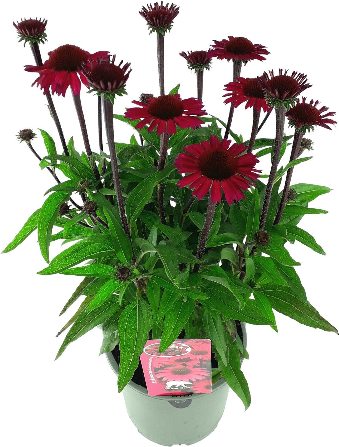 Zonnehoed (Echinacea purpurea 'SunSeekers Scarlet') D 17 H 35 cm