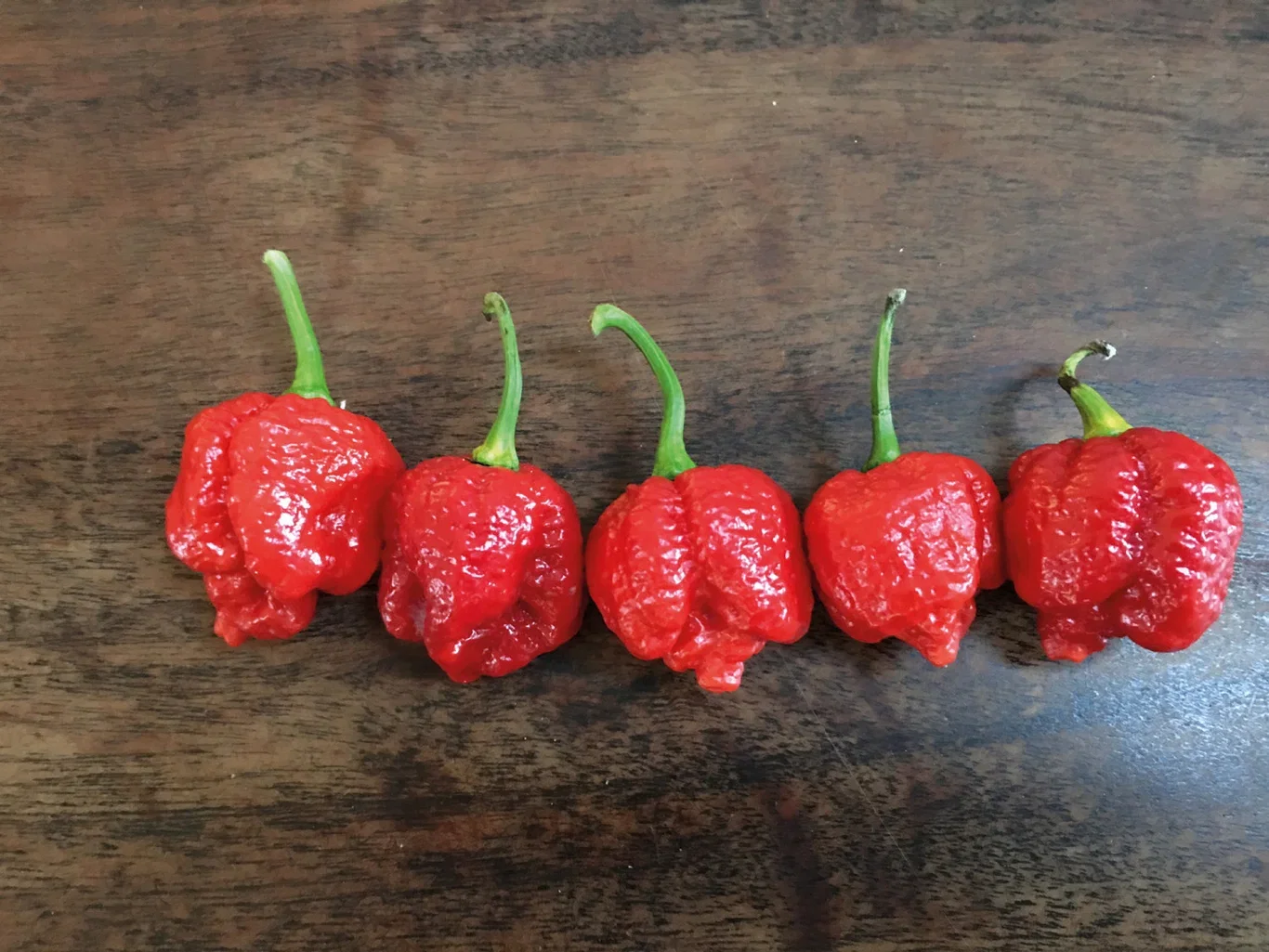 Capsicum Chili 'Trinidad Maruga Scorpion' Chili 'Trinidad Moruga Scorpion' Ø6 cm