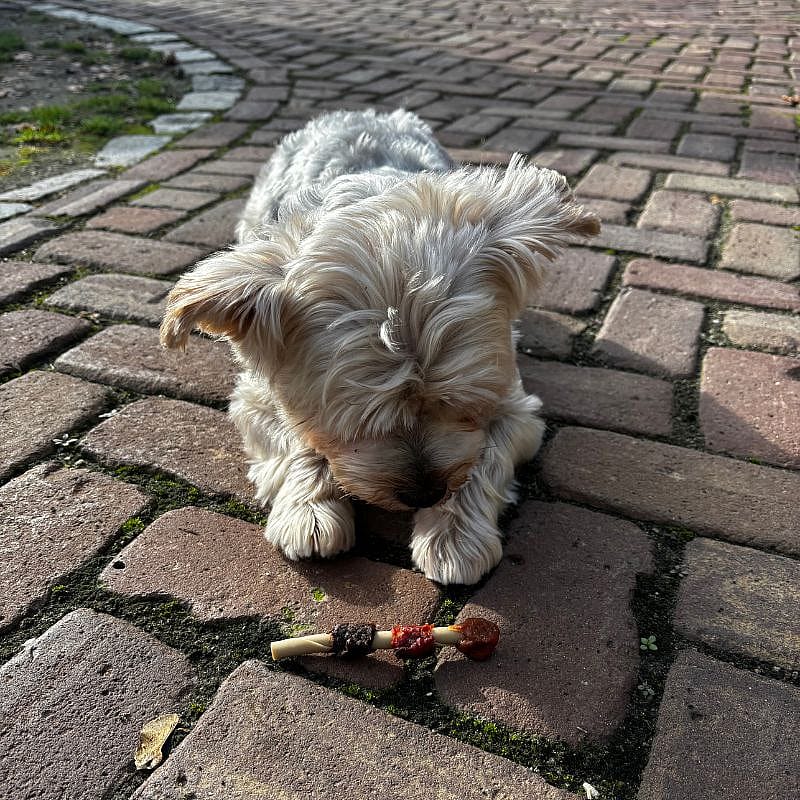 Dierapotheker BBQ Shaslick 5 stuks Hond | 13930