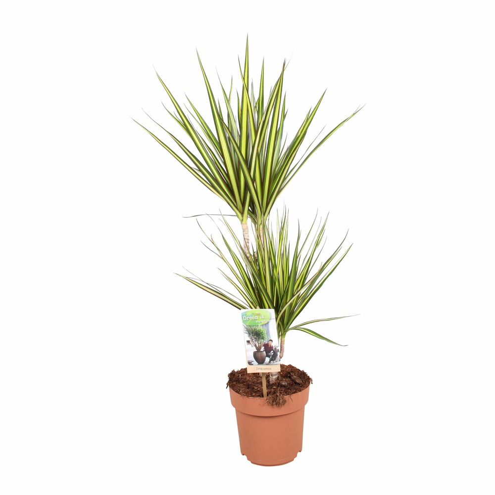 Plante d'intérieur - dracaena 'sunray' 70.0cm