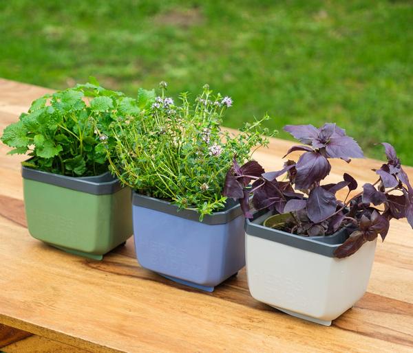 Gusta Garden Kräutertöpfe Herbs Buddy, ca.