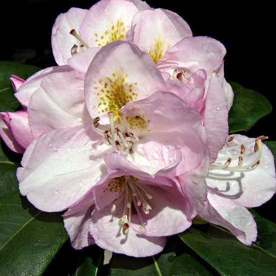 Rhododendron hybride : C.7L 40/50 - Coloris variables