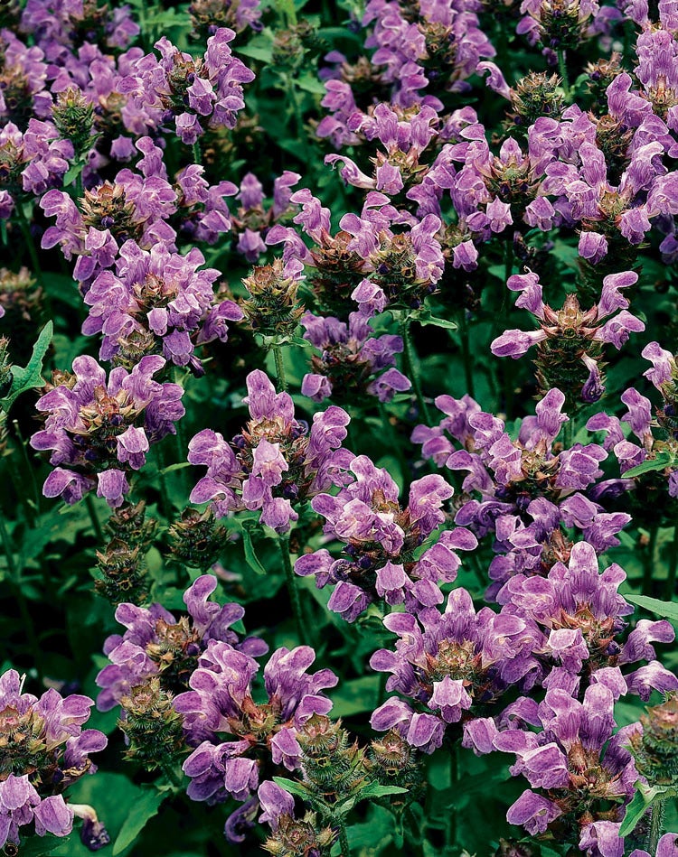 Bijenkorfje (Prunella Grandiflora) D 9 H 10 cm
