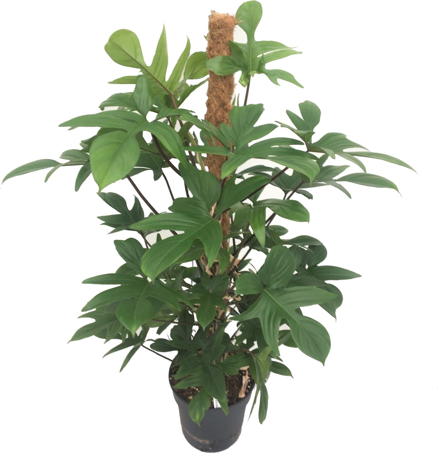 Philodendron op mosstok (Philodendron pedatum) D 21 H 100 cm