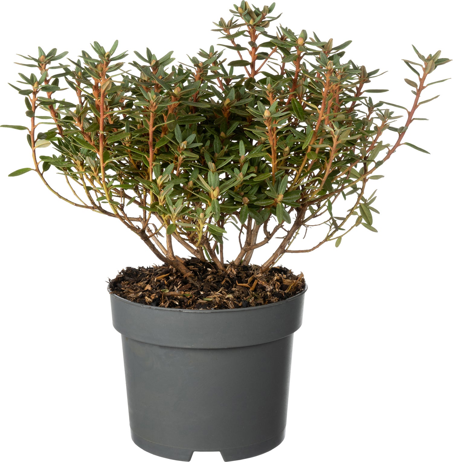 Rhododendron (Rhododendron 'Arendsii') D 17 H 20 cm
