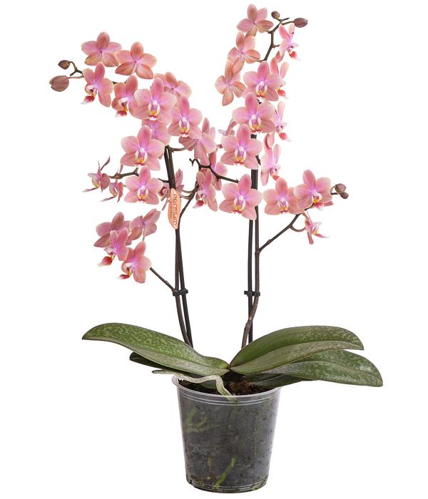 Schmetterlingsorchidee - Phalaenopsis