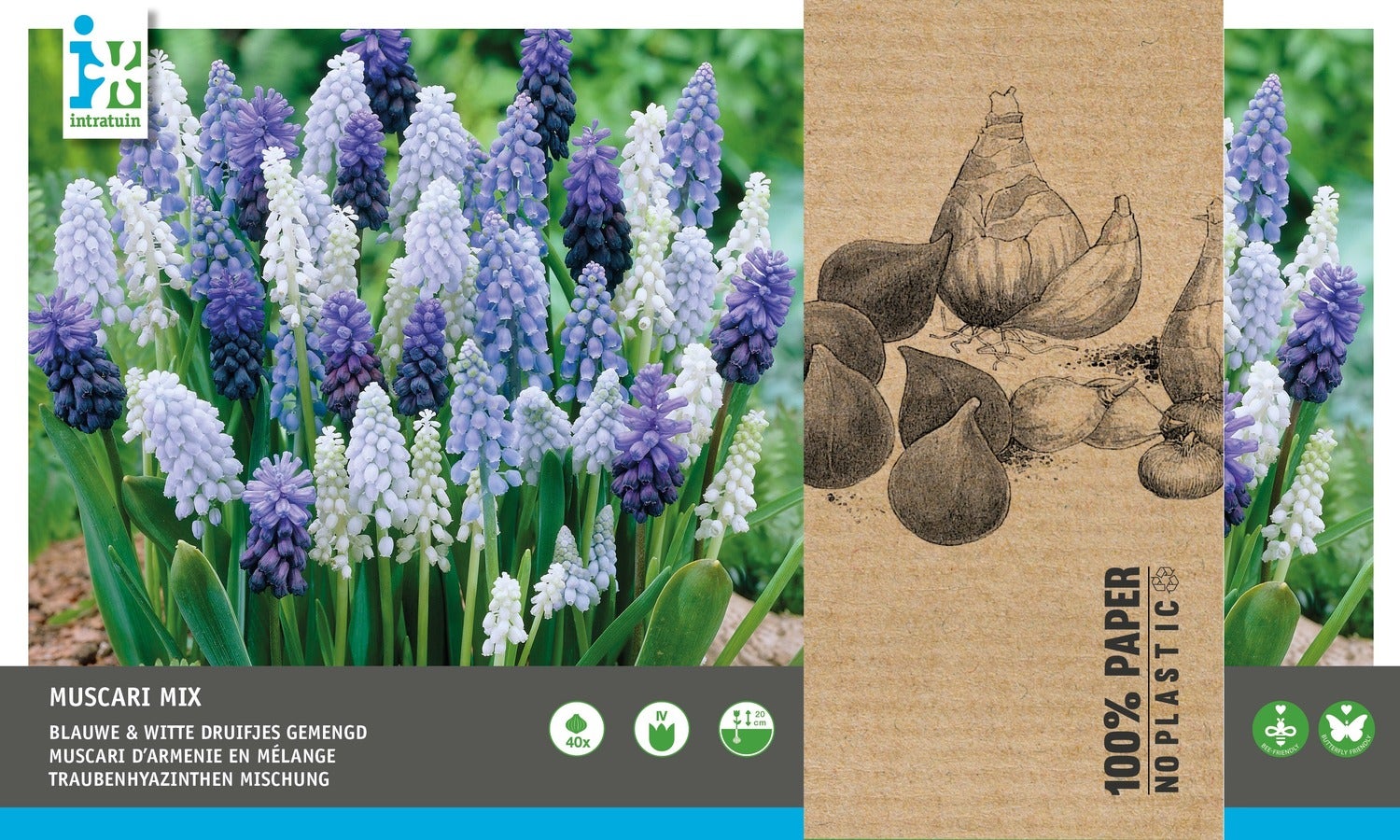 Intratuin bloembollen Blauw druifje (Muscari) blauw, wit 40 stuks