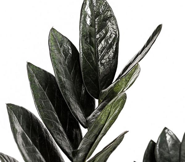 Glücksfeder - Zamioculcas zamiifolia 'Raven'