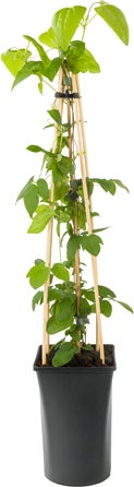 Bosrank (Clematis 'Romantika') D 16 H 75 cm