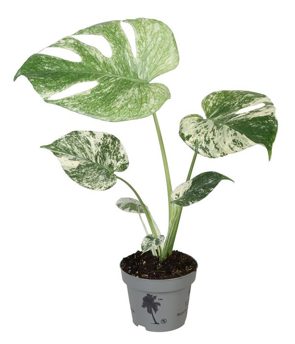 Fensterblatt - Monstera deliciosa 'Mint'