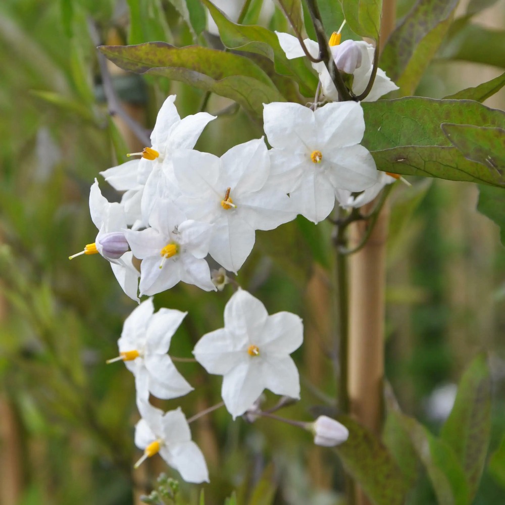 Morelle faux-jasmin 'album' - solanum jasminoïdes 3l