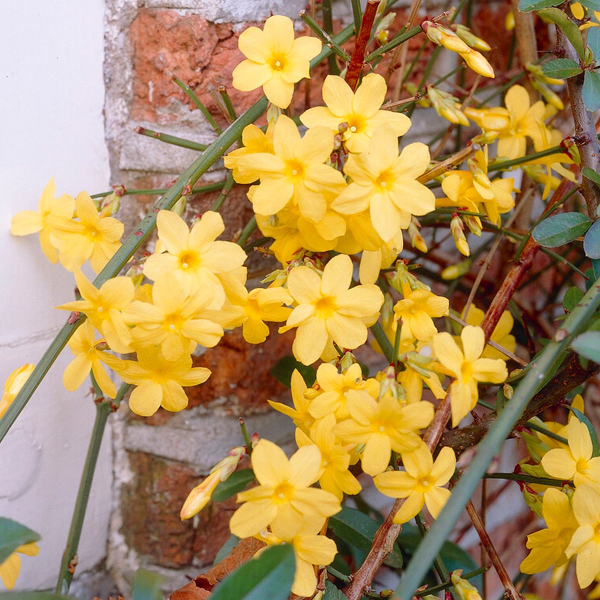 Bloomique – Jasminum Nudiflorum – Winterjasmijn – Geel – Klimplanten – Tuinplanten – Winterhard – Potmaat 15 cm – Hoogte 70–80 cm