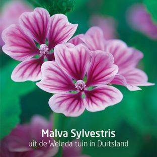 Weleda Visiodoron Malva Oogdruppels Ampullen 10ST