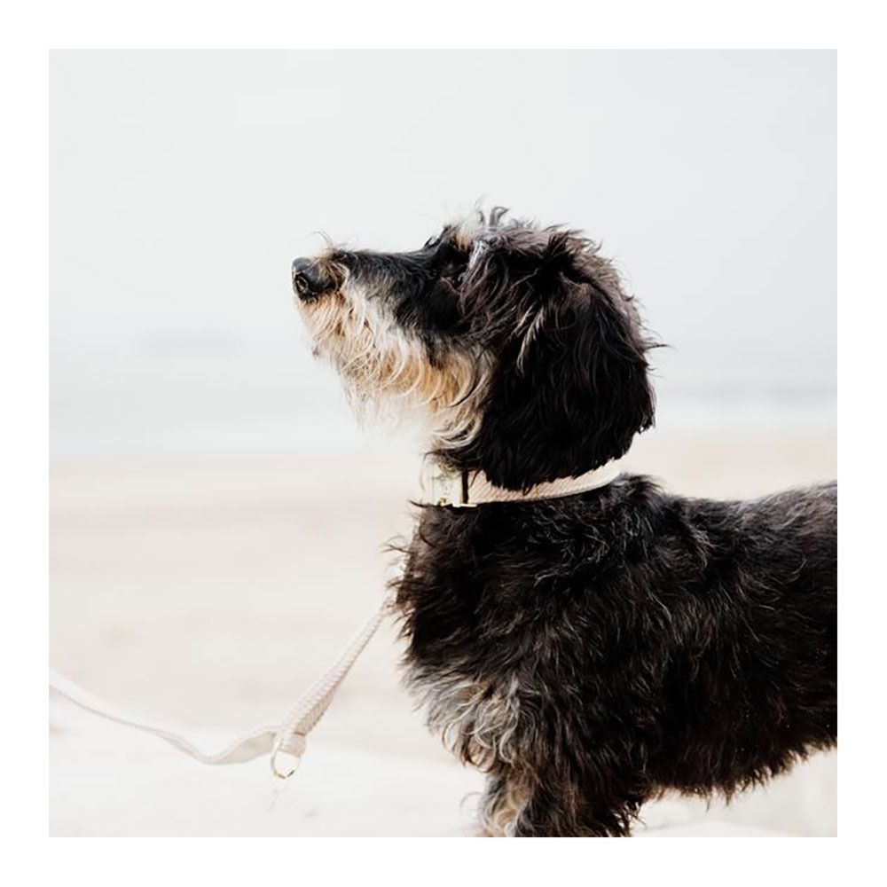 Kentucky LAINE -  Collier pour chien beige