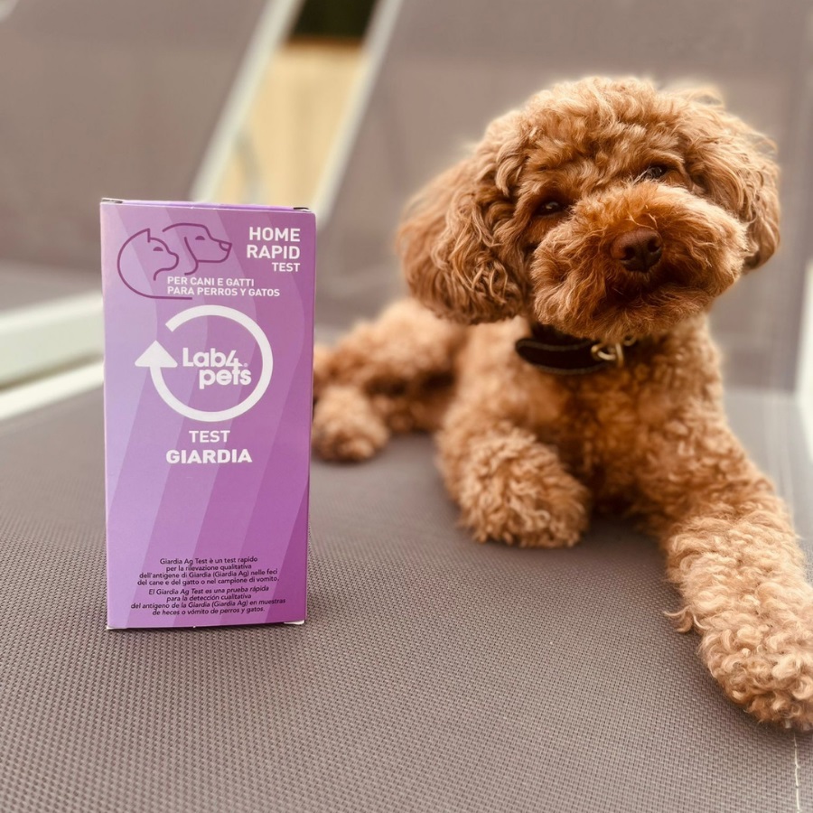 Teste rápido de giárdia Lab4pets para cães e gatos.