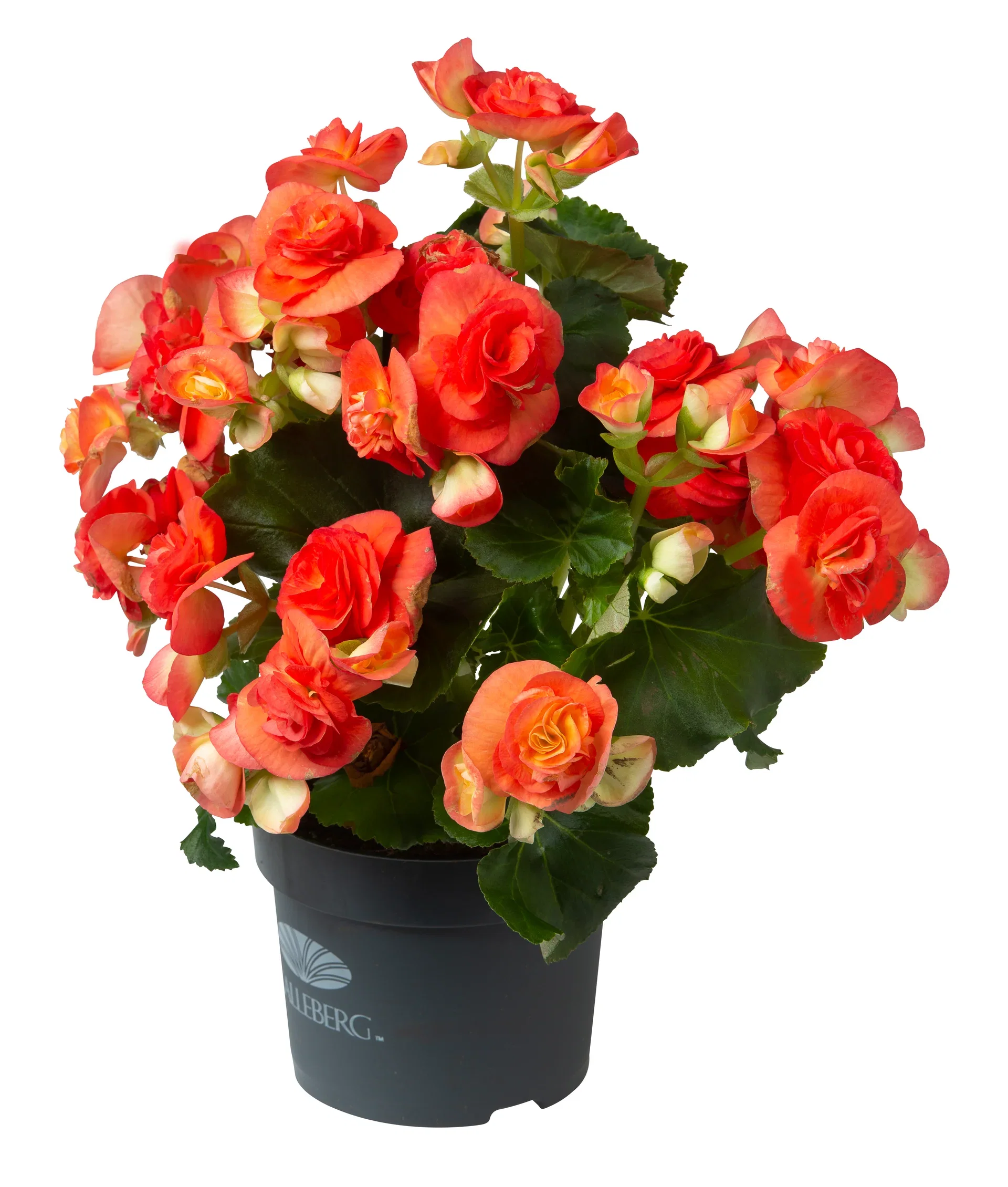 Begonia Bigflower Orange 12cm Begonia Høyde 25 cm