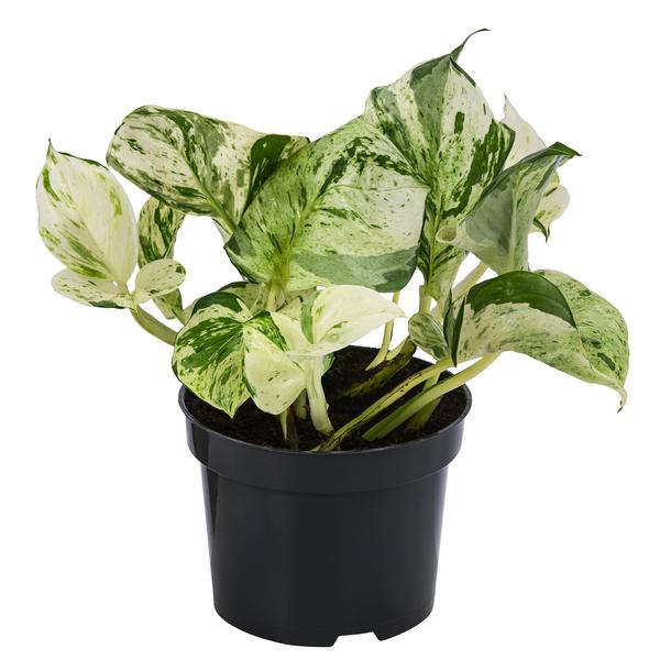Efeutute - Epipremnum pinnatum 'Happy Leaf'