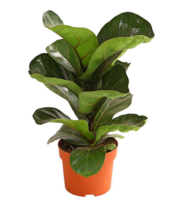 Geigenfeige - Ficus lyrata 'Bambino'