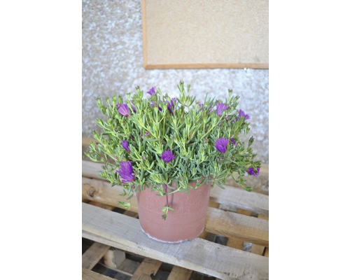 IJsplant FloraSelf Mesembryanthemum Ø 18 cm pot