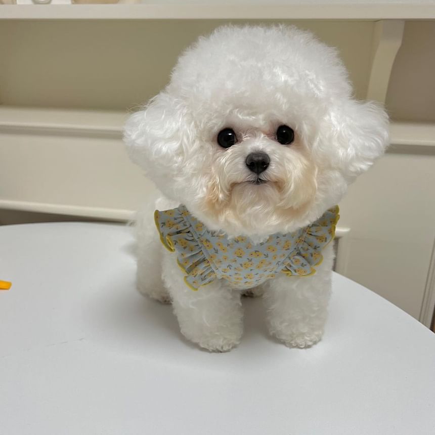 Cissilli - Bloemen Pet Top (Diverse ontwerpen)