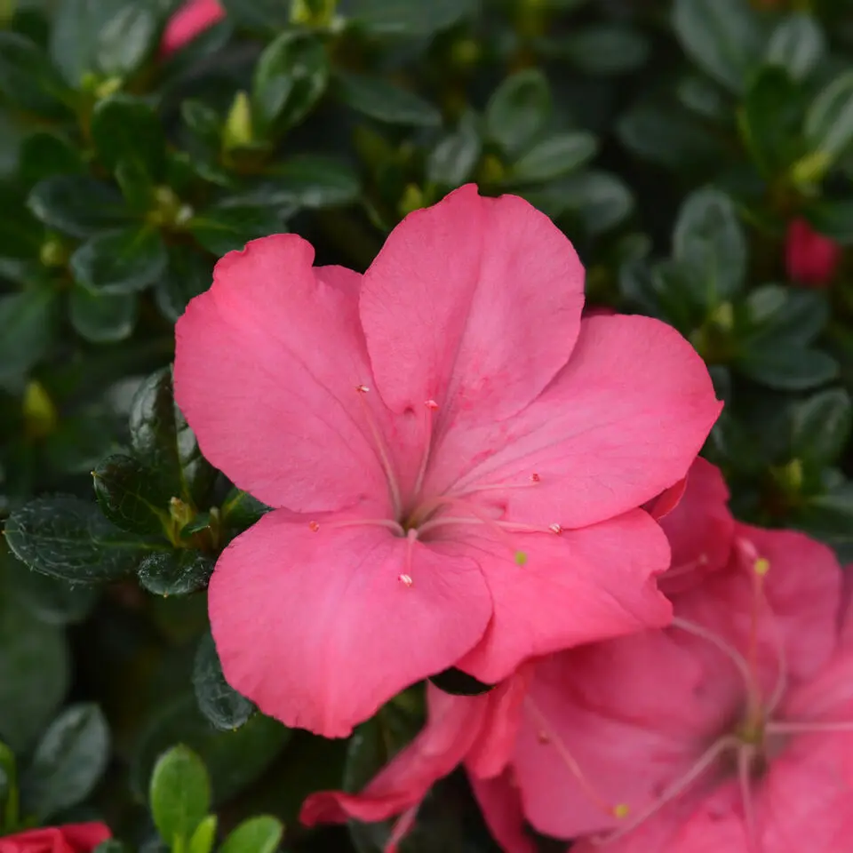 Japanse azalea - Set van 2 - Rhododendron 'Anouk' - Hoogte 25-40cm - ⌀17cm