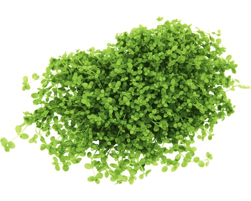 XXL aquarium waterplantenpakket 