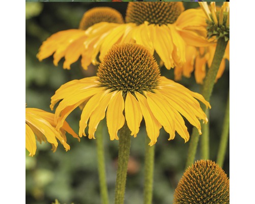 Zonnehoed Mix FloraSelf Echinacea purpurea H 30-40 cm Co 5 L diverse soorten