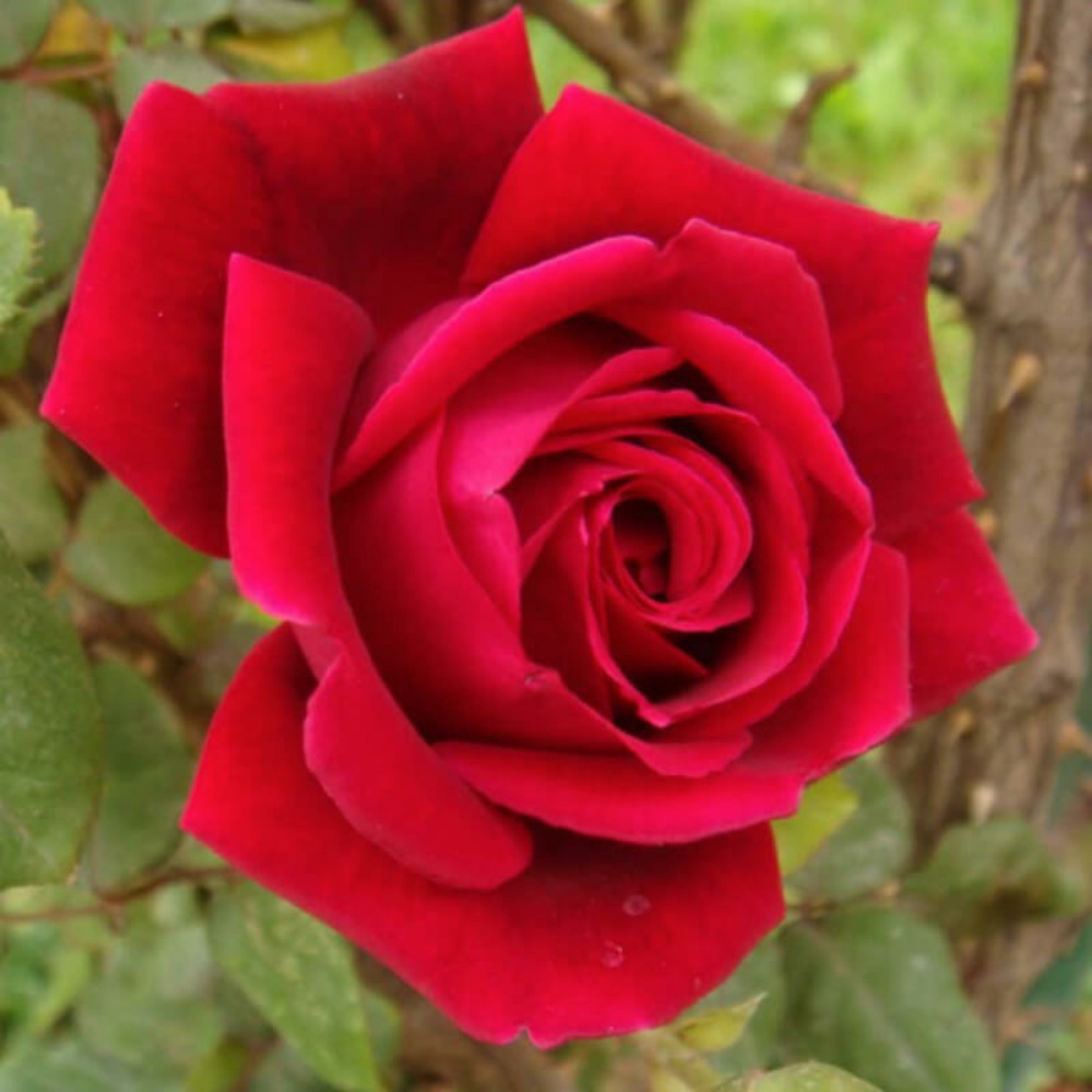 Rosier 'mister lincoln' -