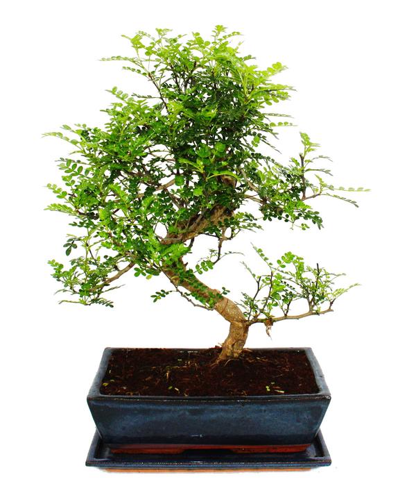 Bonsai Szechuan-Pfeffer - Zanthoxylum