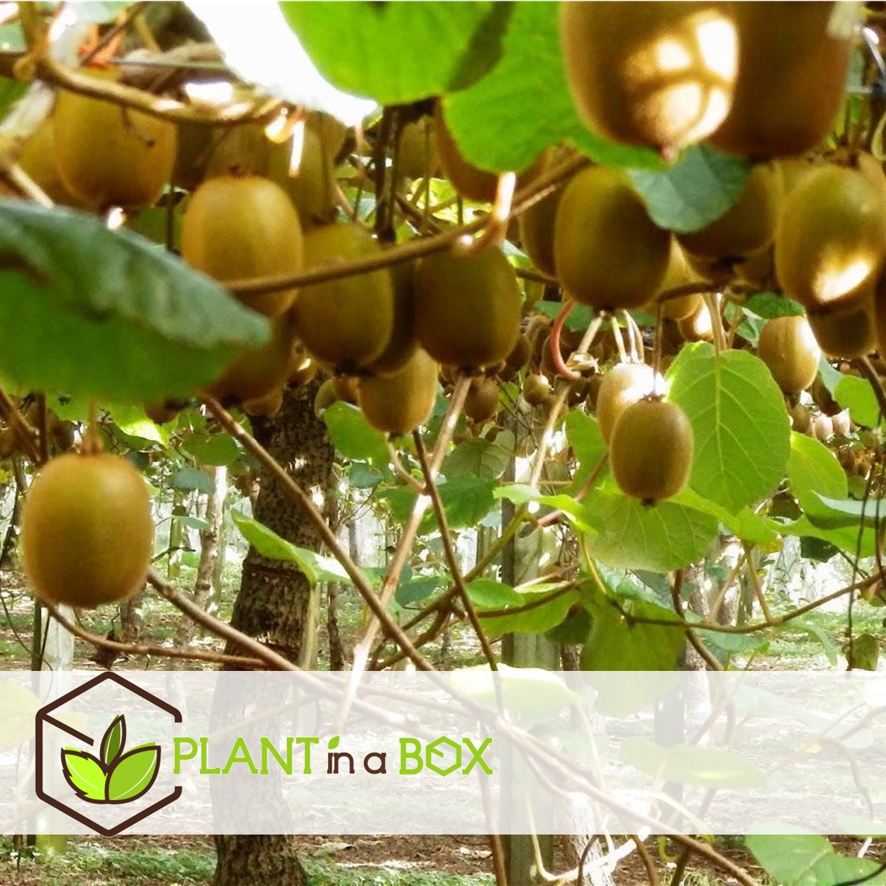 Kiwi actinidia 'jenny' - set de 6 - plantes de kiwi - pot 9cm - hauteur 20-40cm