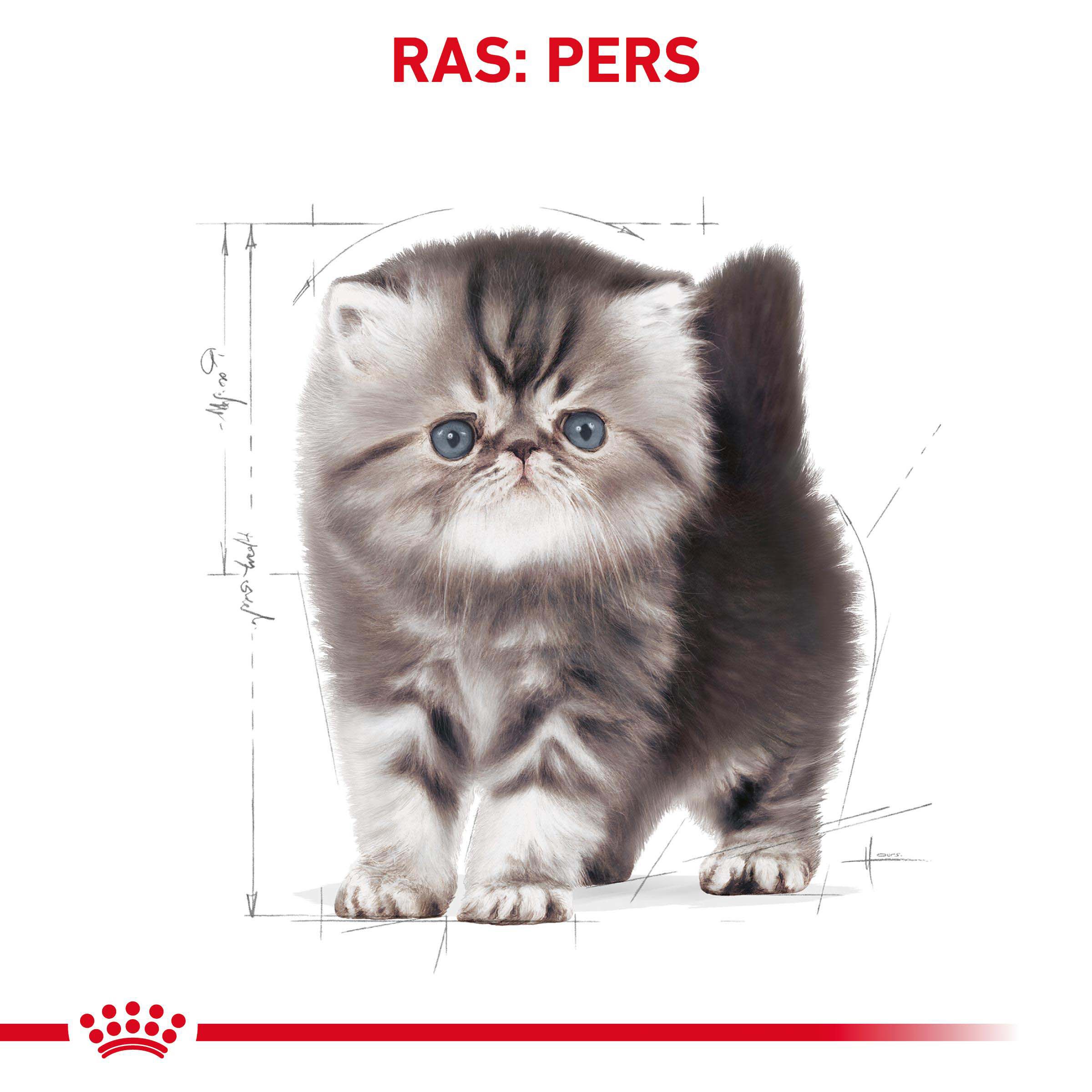 Royal Canin Persian Kitten - Kattenvoer - 0.4 Kilogram - Gevogelte