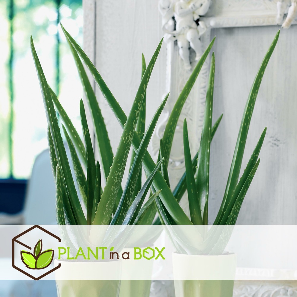 Aloe vera - set de 3 - succulentes - pots 10,5cm - hauteur 25-40cm