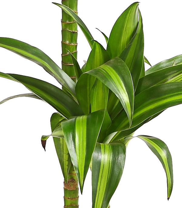 Drachenbaum - Dracaena fragrans 'Hawaiian