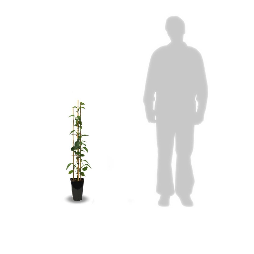 Kiwi de sibérie arguta vitikiwi® (autofertile)/actinidia arguta vitikiwi® (autofertile)[-]pot de 3l - 60/120 cm