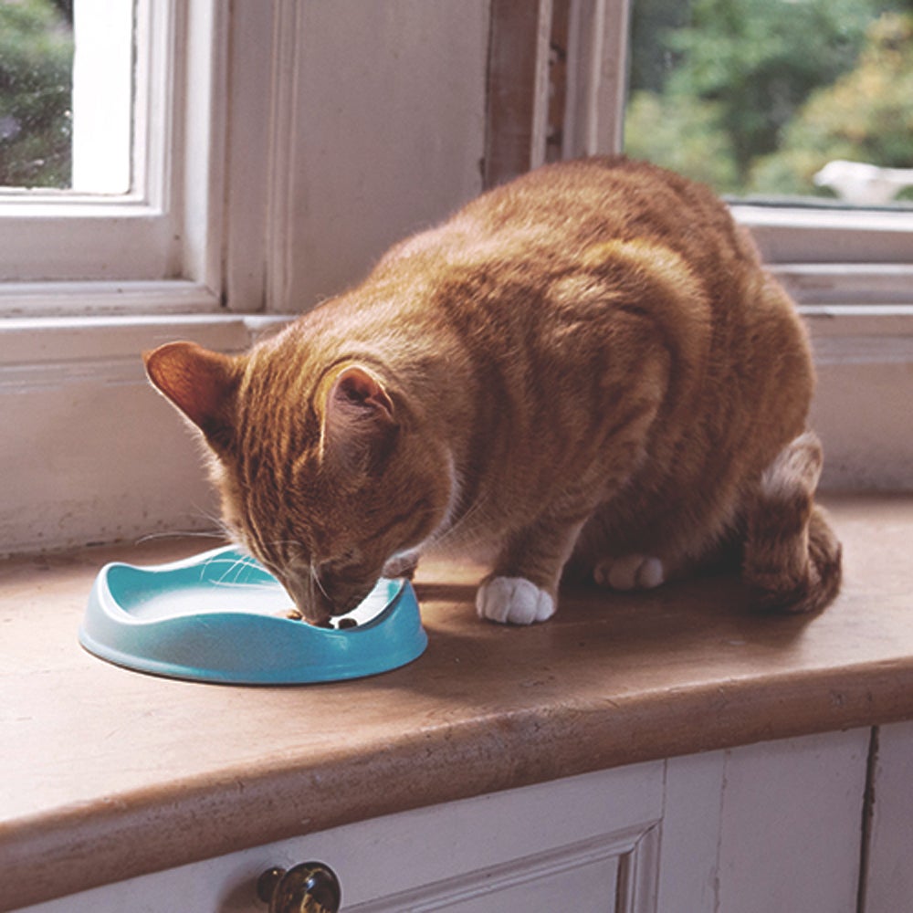 Beco kattenvoerbak antraciet D 16,7 H 3 cm