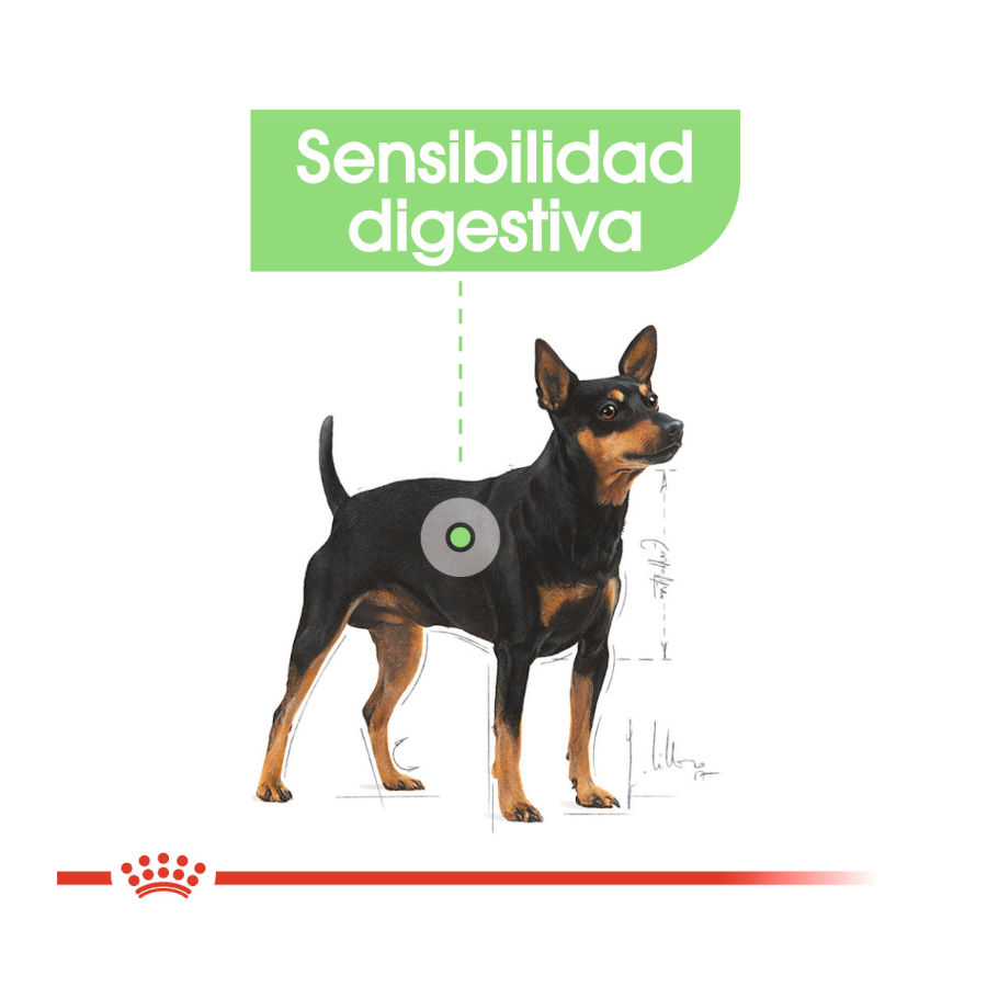 Sachês de patê Royal Canin Digestive Care para cães