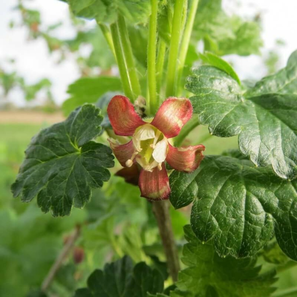 Groseillier à maquereaux (ribes 'uva crispa') - godet - taille 13/25cm