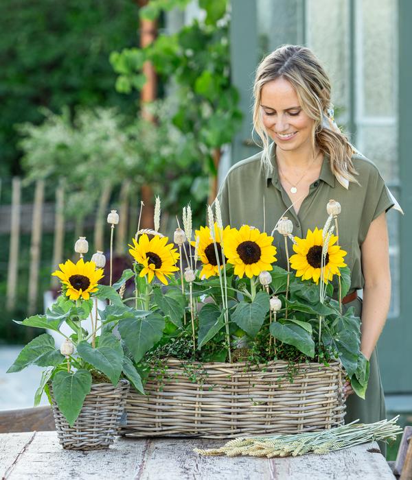 Sonnenblume