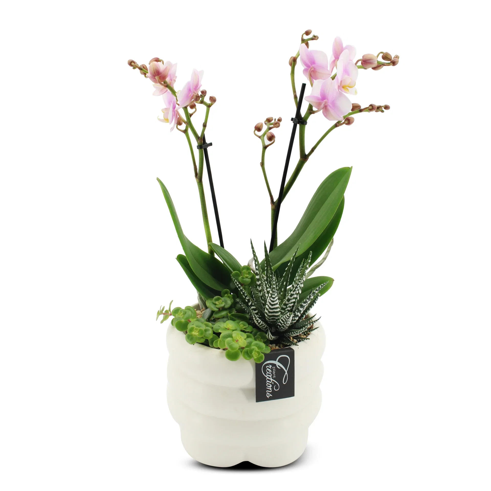 Phalaenopsis arr in white pot Beplantning med rosa orkidé i hvit potte Høyde 45 cm