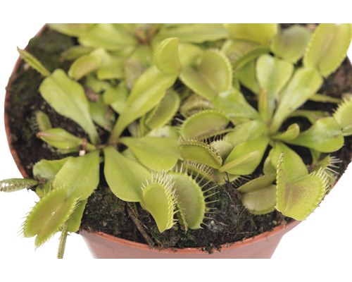 Venusvliegenvanger FloraSelf Dionaea muscipula H 8-12 cm Ø 8,5 cm pot