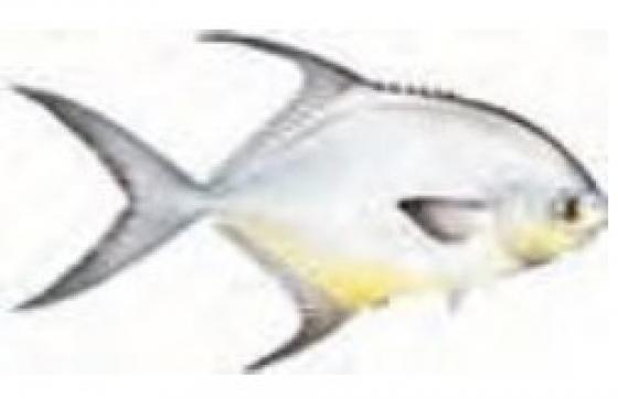 Permit Permit environ 2.5 cm* 1.8 cm