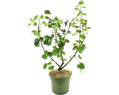 Bio Josta Berry FloraSelf Bio Ribes x nidigrolaria Co 3 L