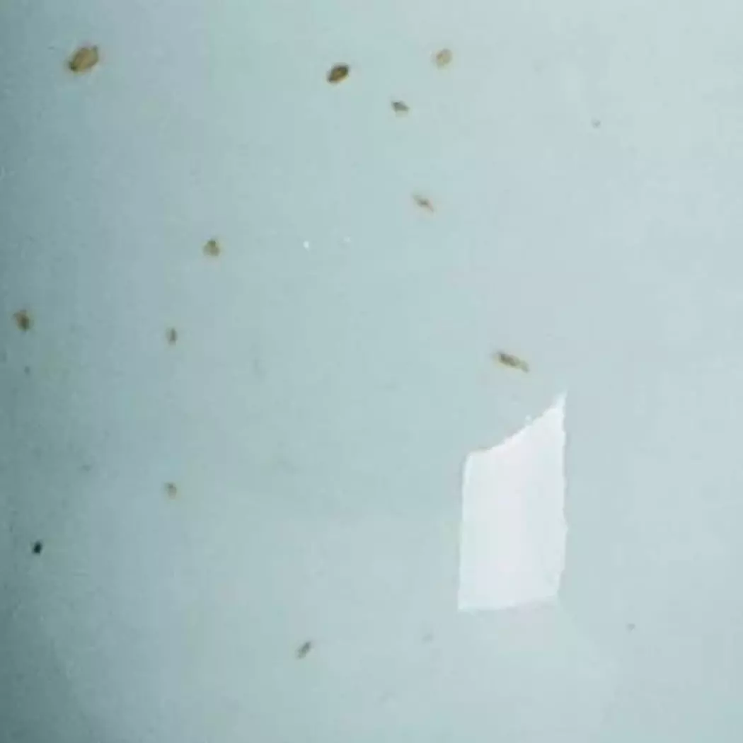Eierbecher Casa Ø 5 cm