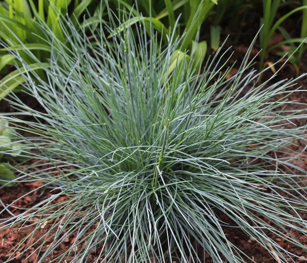 Blauschwingel 'Intense Blue'