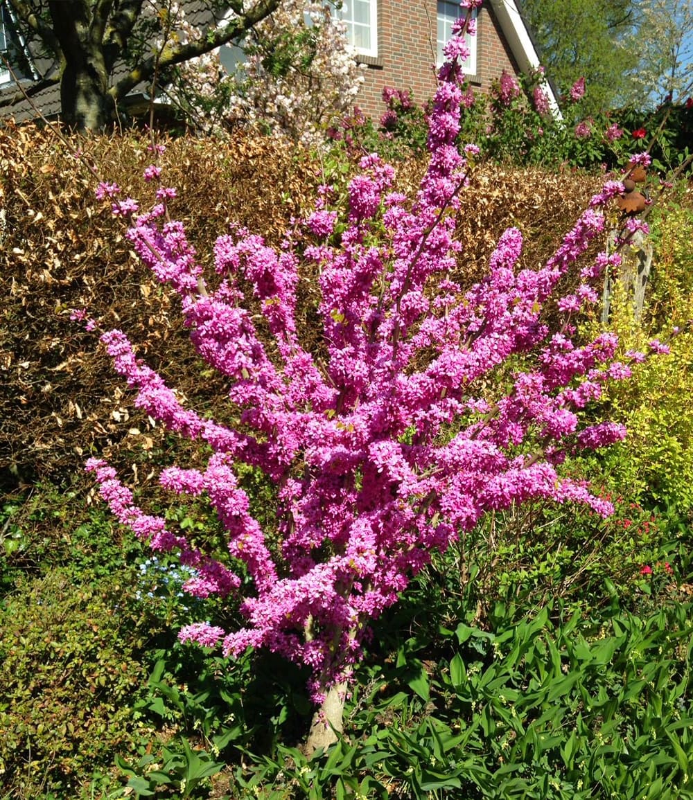 Cercis 'Avondale', Judasbaum